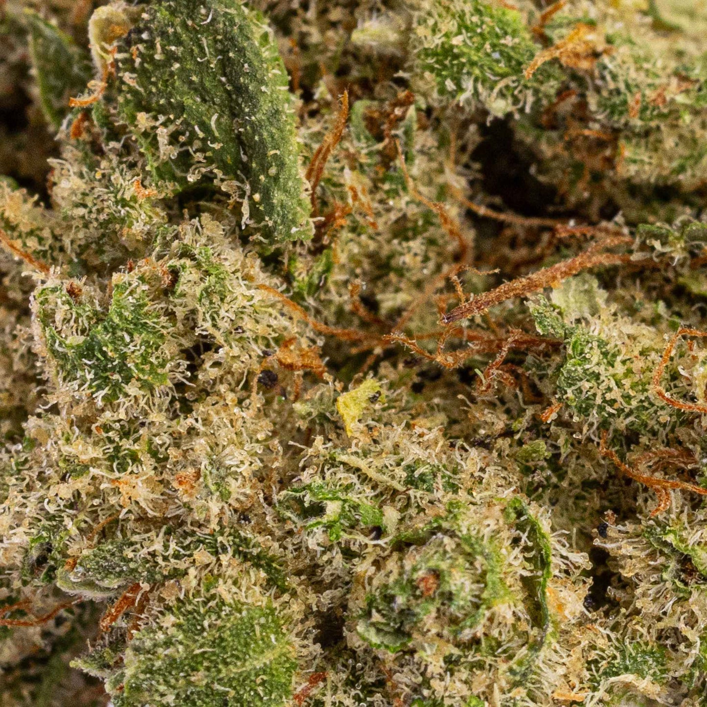 Fleur de CBD - Rainbow Gelato (image 3)