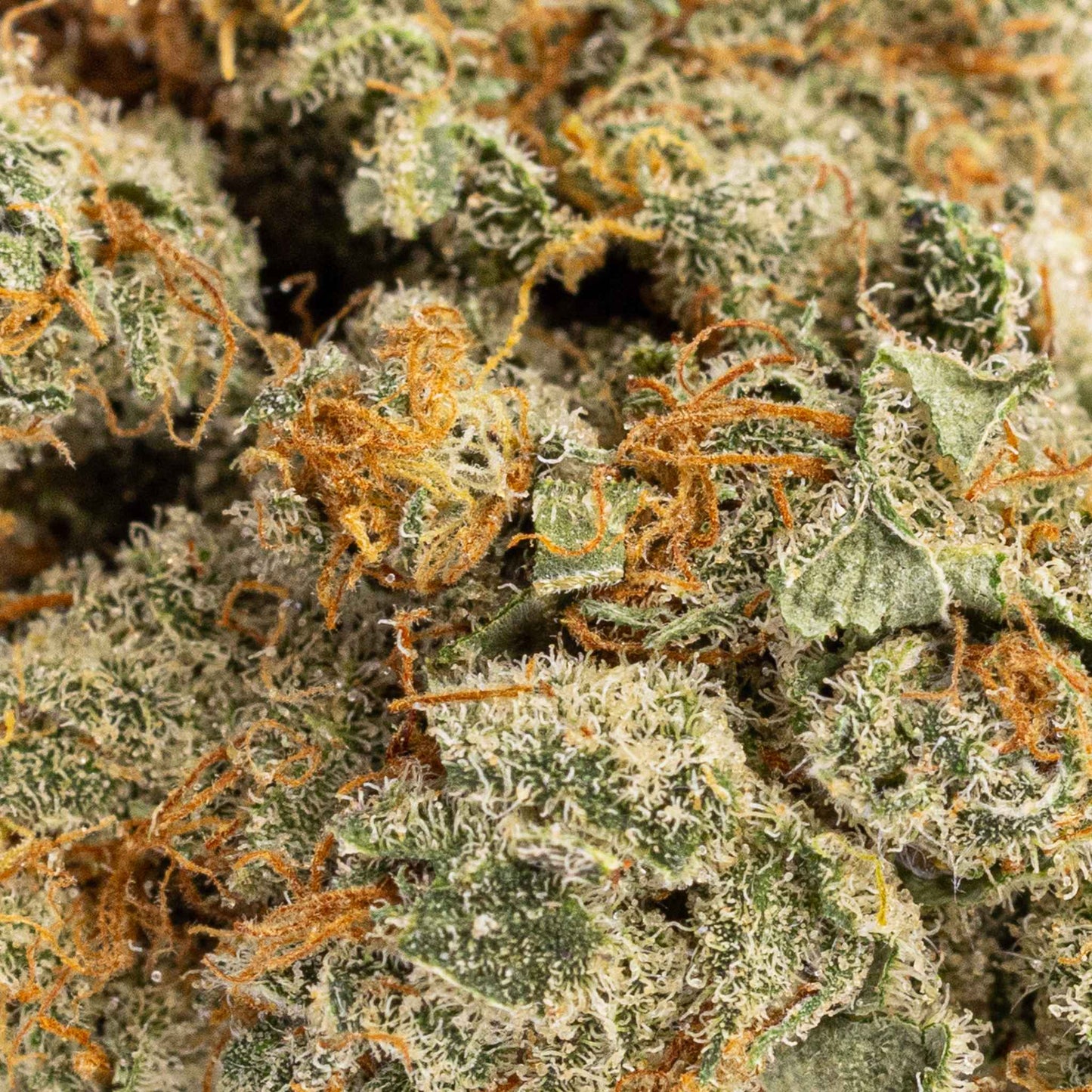 Fleur de CBD - Royal Haze (image 3)